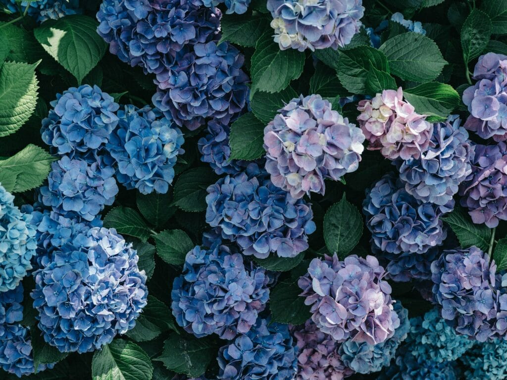 Hydrangea