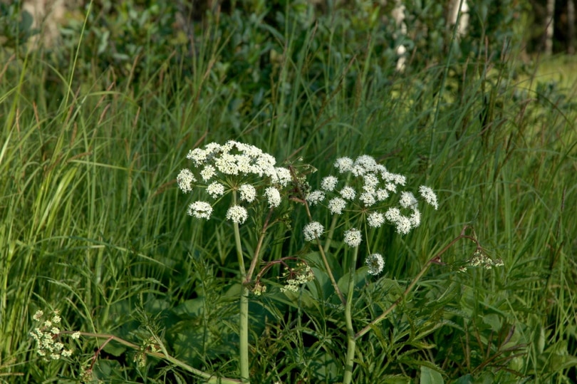 poison hemlock