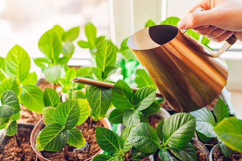 watering hydrangea cuttings with watering can
