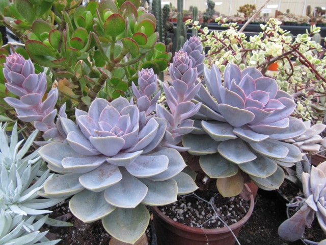 Echeveria Perle von Nürnberg (2)