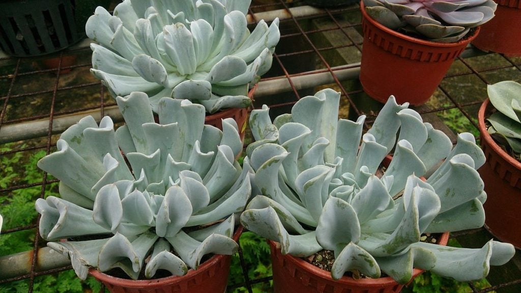 Echeveria 'Topsy Turvy' (Echeveria runyonii) 1