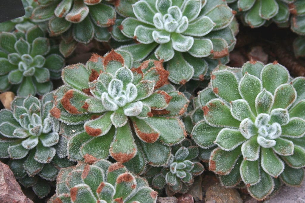 Echeveria setosaCRH