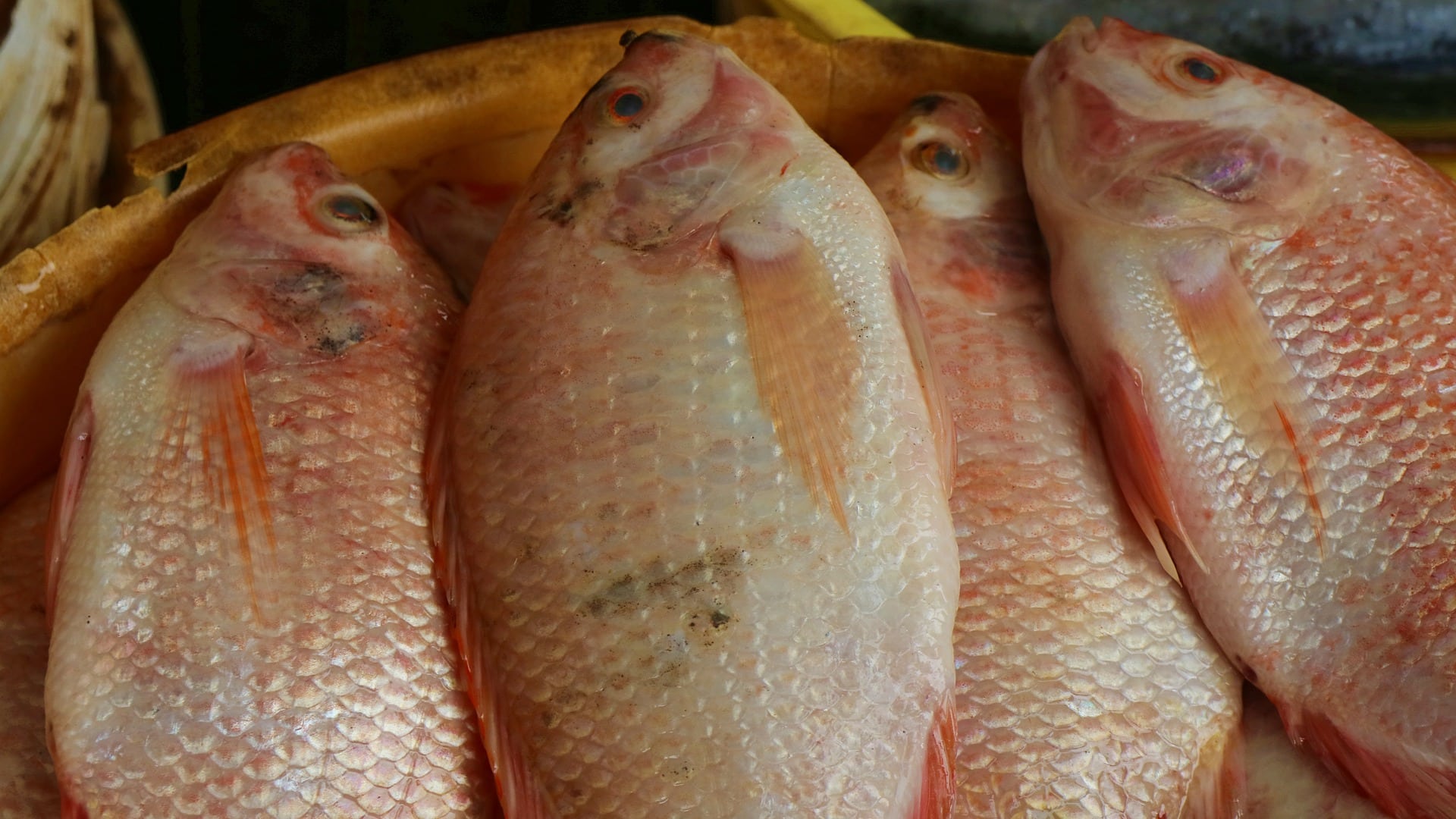 Fish