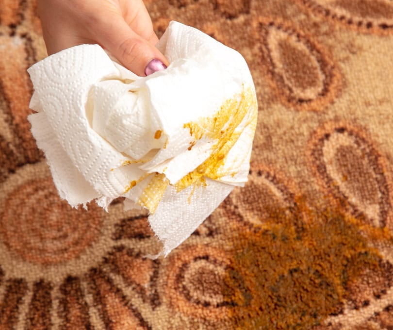 cat poop on the carpet