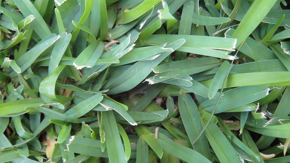 Centipede grass