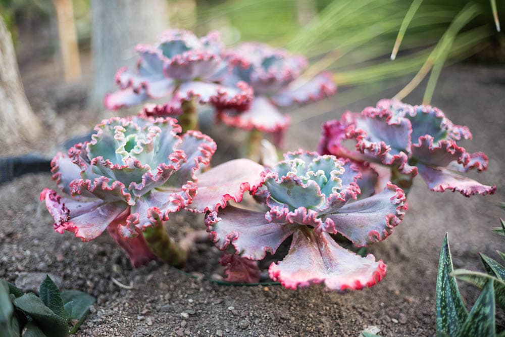 Echeveria Neon Breakers