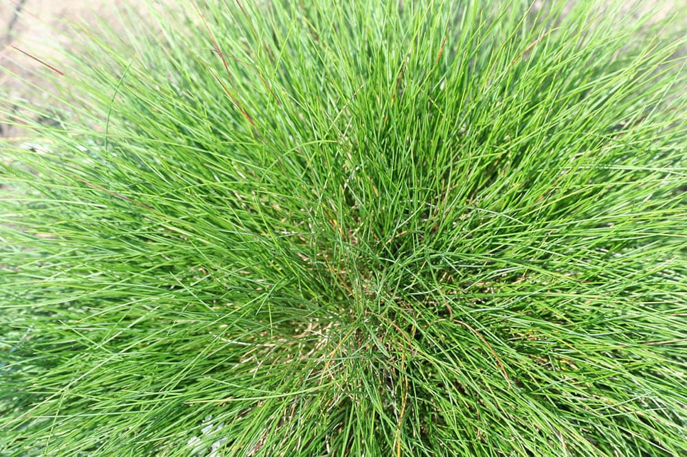 fescue Grass
