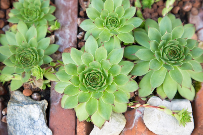 Echeveria Agavoides succulent plant outdoor