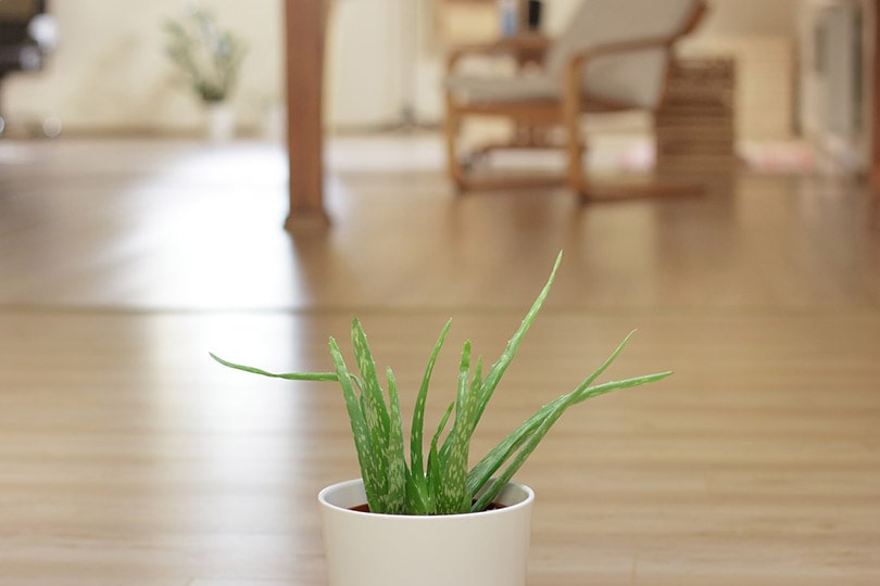 aloe vera plant in a white pot indoor