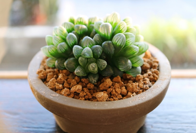 haworthia copperi