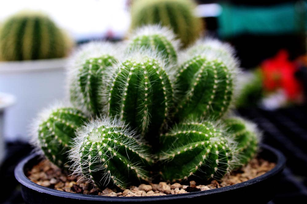 potted ball cactus