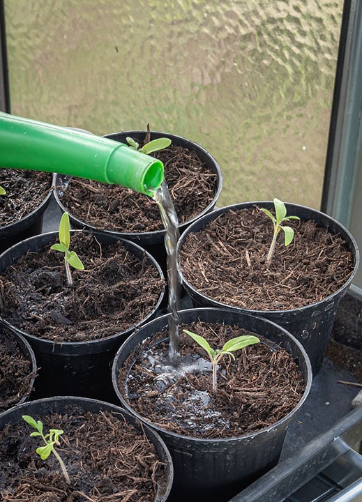 watering seedlings