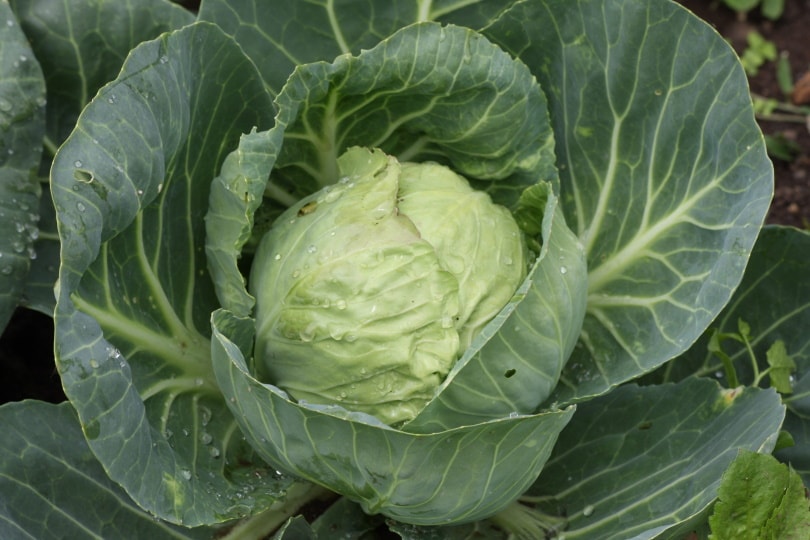 cabbage in vegetable garden