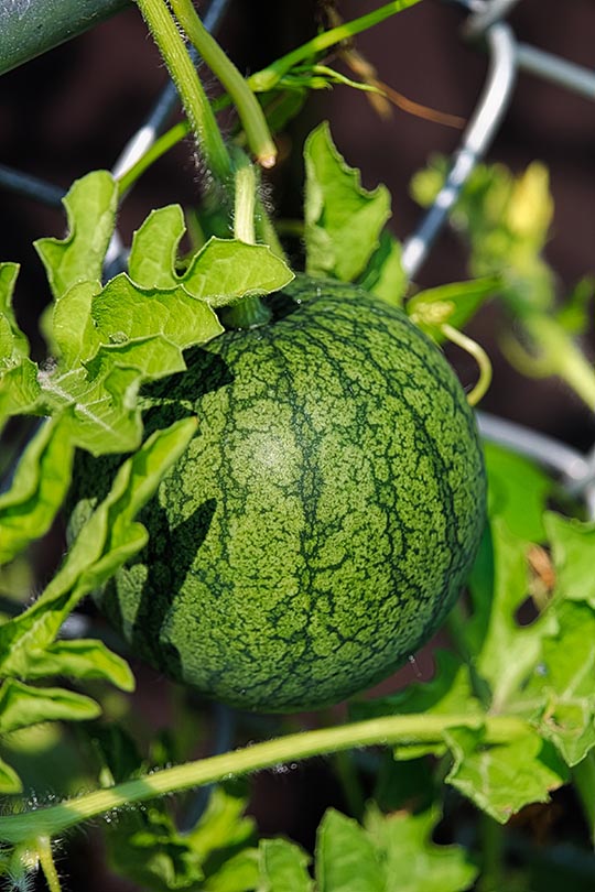 close up young watermelon on a trellis