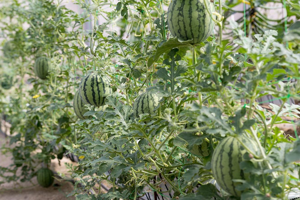 Growing Watermelon on Trellises