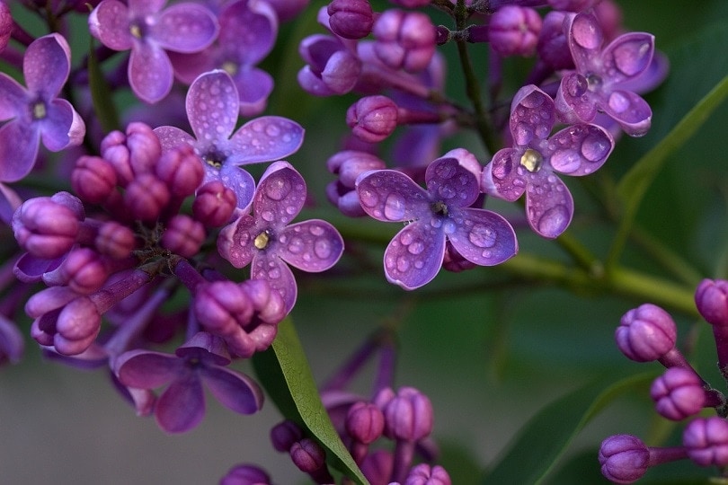 lilac