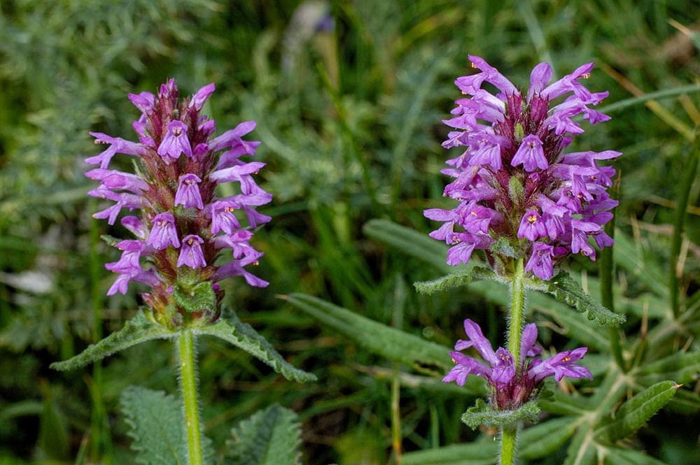 purple alpine betony