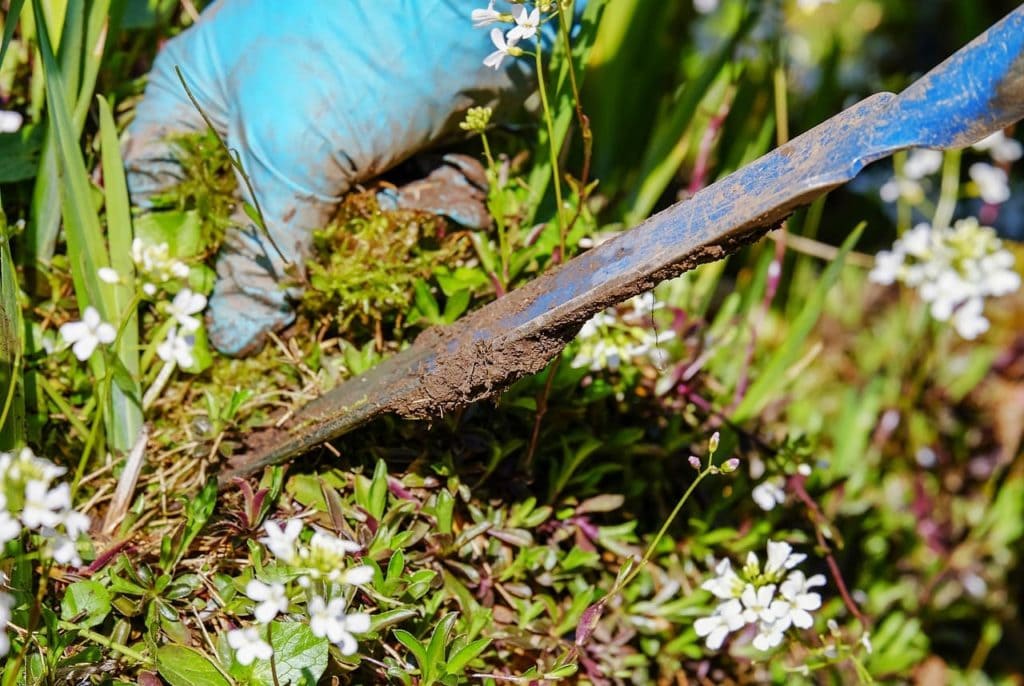 removing the weeds