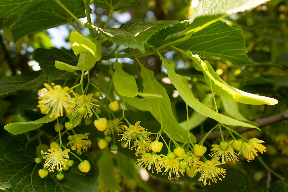 American Basswood_Alina Vaska_Shutterstock