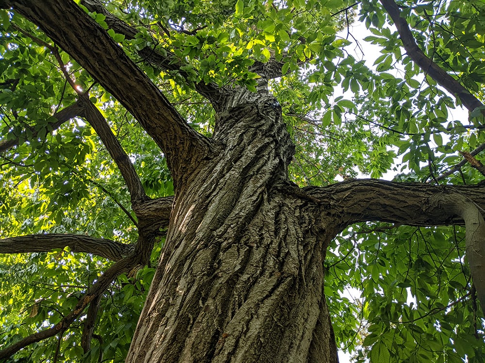 American Chestnut Tree_Dr Garden_Shutterstock