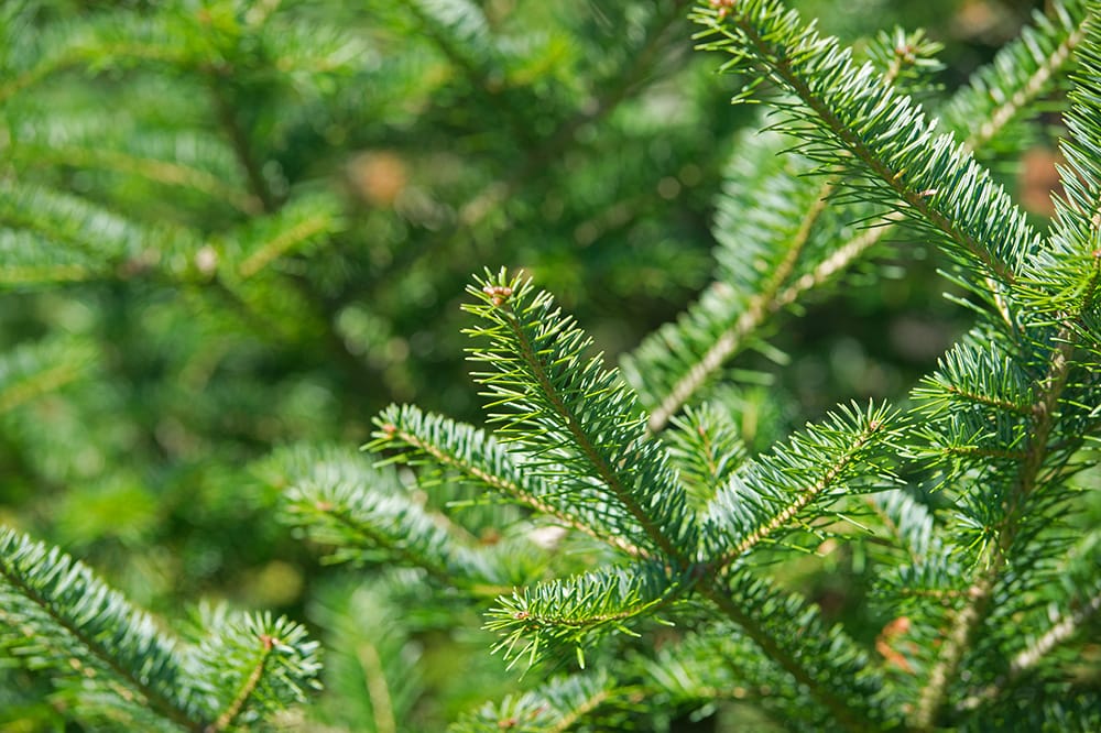 Balsam Fir Tree_BW Folsom_Shutterstock
