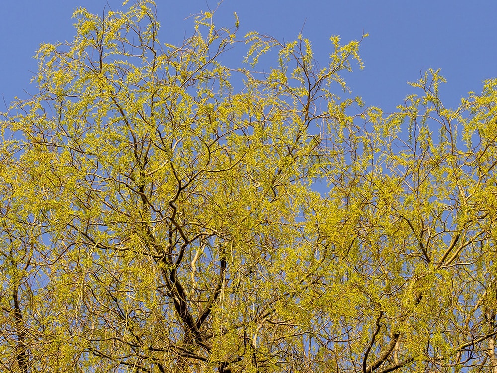 Black Willow Tree_Sue Burton Photography_Shutterstock