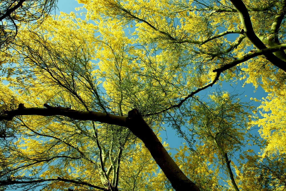 Blue Palo Verde