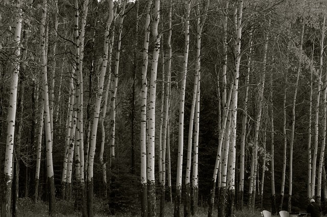 California White Alder