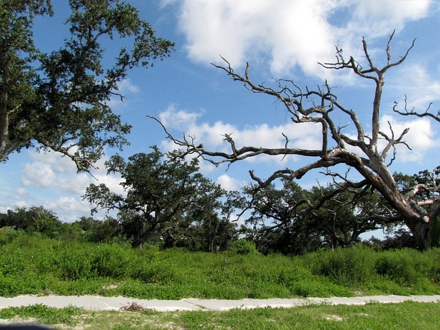Coast Live Oak
