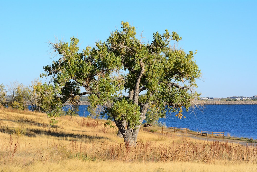 Eastern Cottownwood_Merrimon Crawford_Shutterstock
