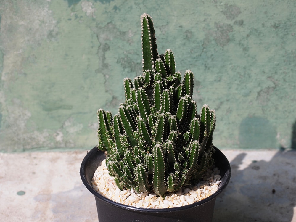 Fairy Castle Cactus_suttirat wiriyanon_Shutterstock