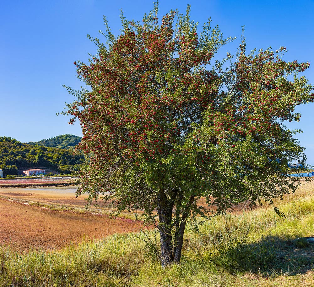 Hawthorne Tree_bepsy_Shutterstock