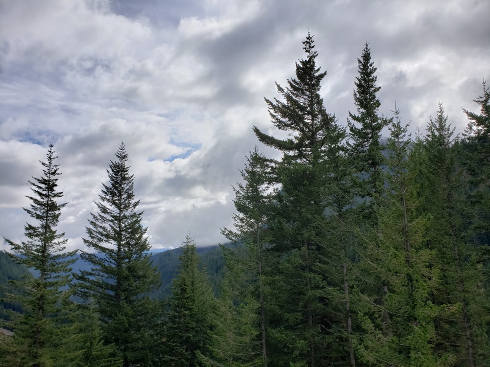 Mountain Hemlock