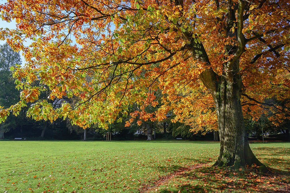Northern Red Oak_Maren Winter_Shutterstock