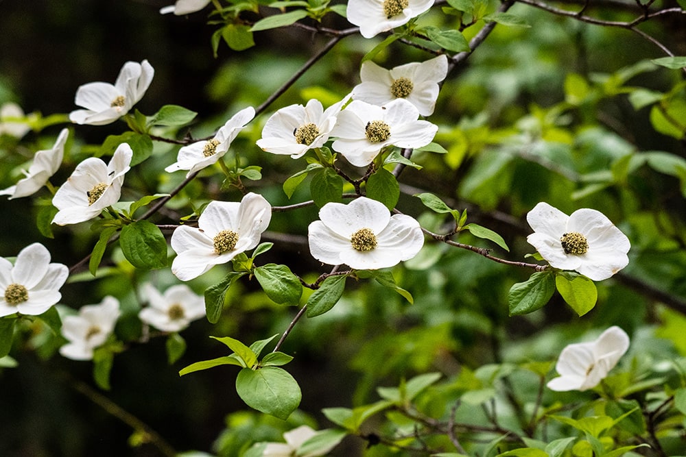 Pacific Dogwood_John Yunker_Shutterstock