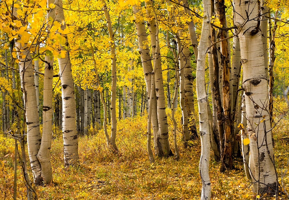 Quaking Aspen_Intricate Explorer_Pexels