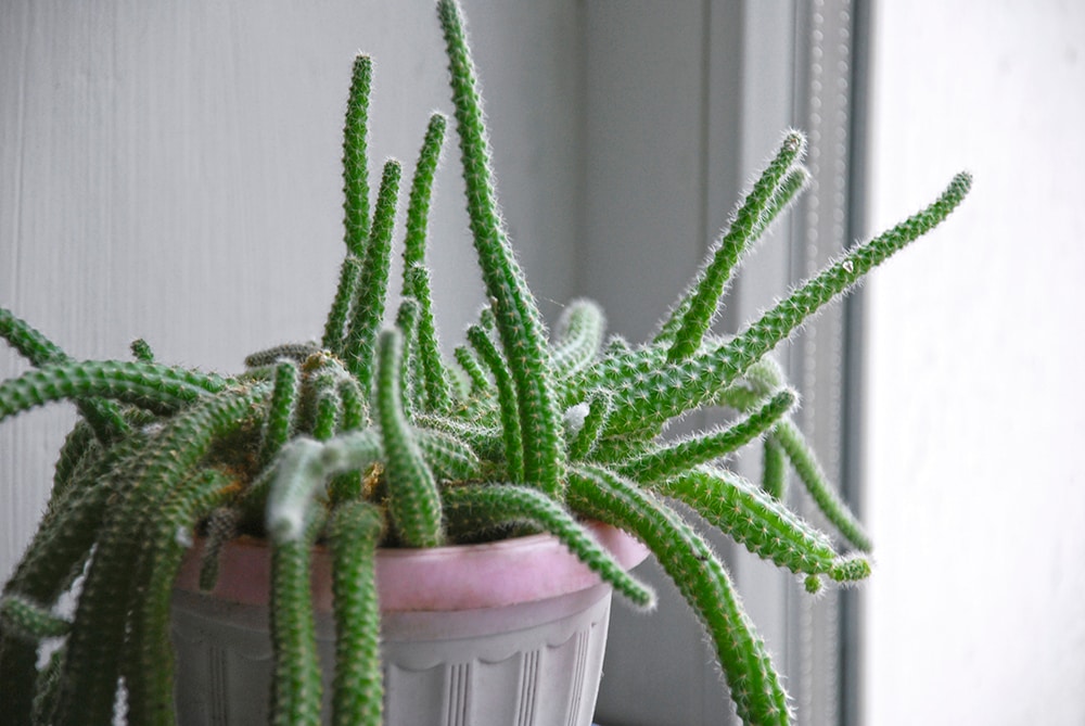 Rats Tail Cactus_KawaiiS_Shutterstock