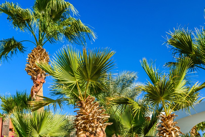 Sabal Palm Tree