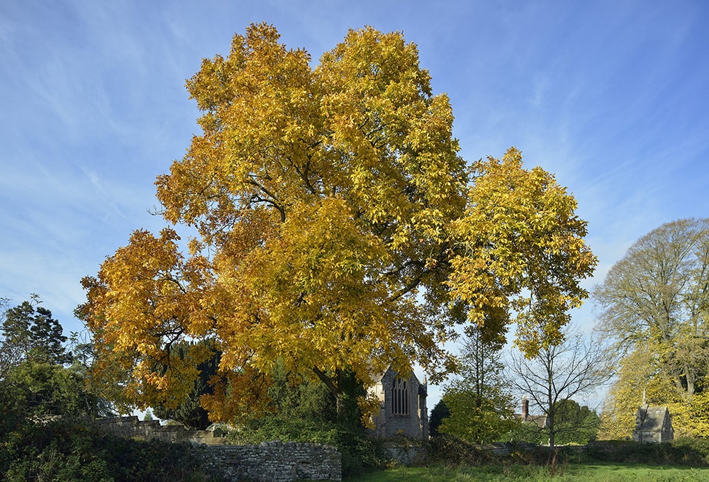 Shagbark Hickory_Martin Fowler_Shutterstock