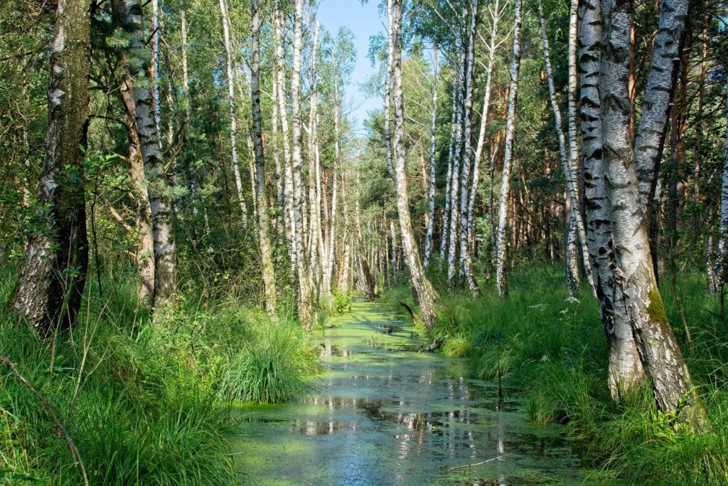 Water Birch