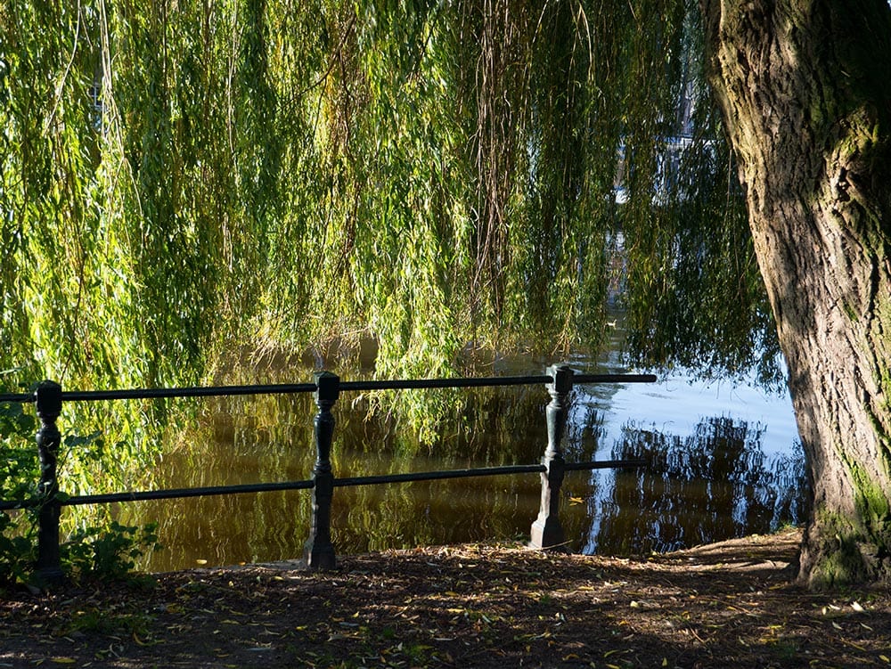 Weeping Juniper_Fons Heijnsbroek_Unsplash
