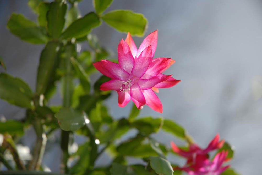 christmas cactus with flower