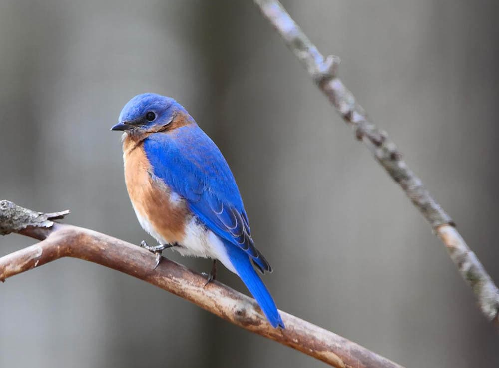 eastern bluebird perched on tree