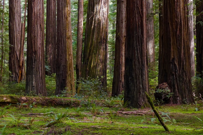 giant cost redwood
