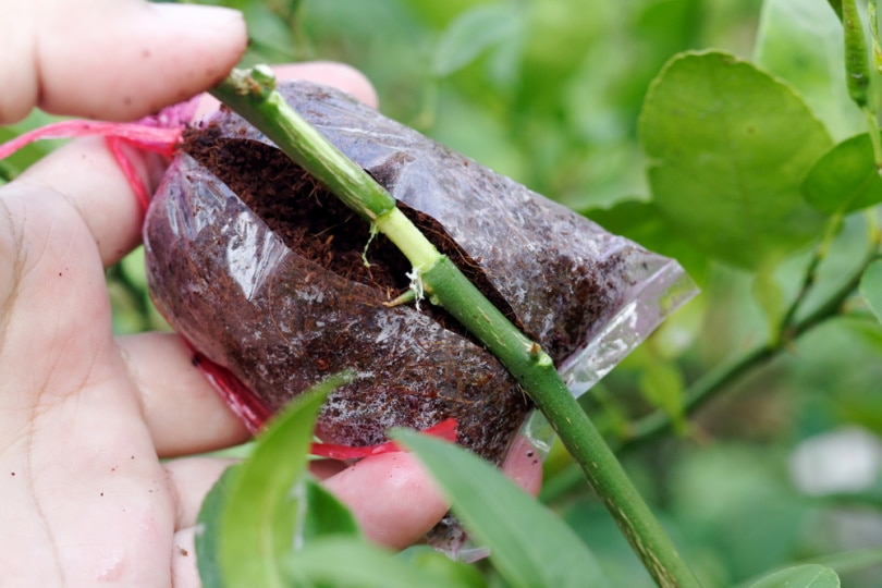 grafting lemon tree
