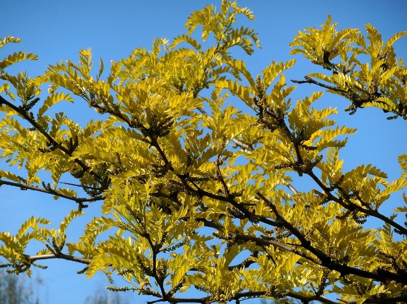 honey locust tree_Jarmila_Pixabay