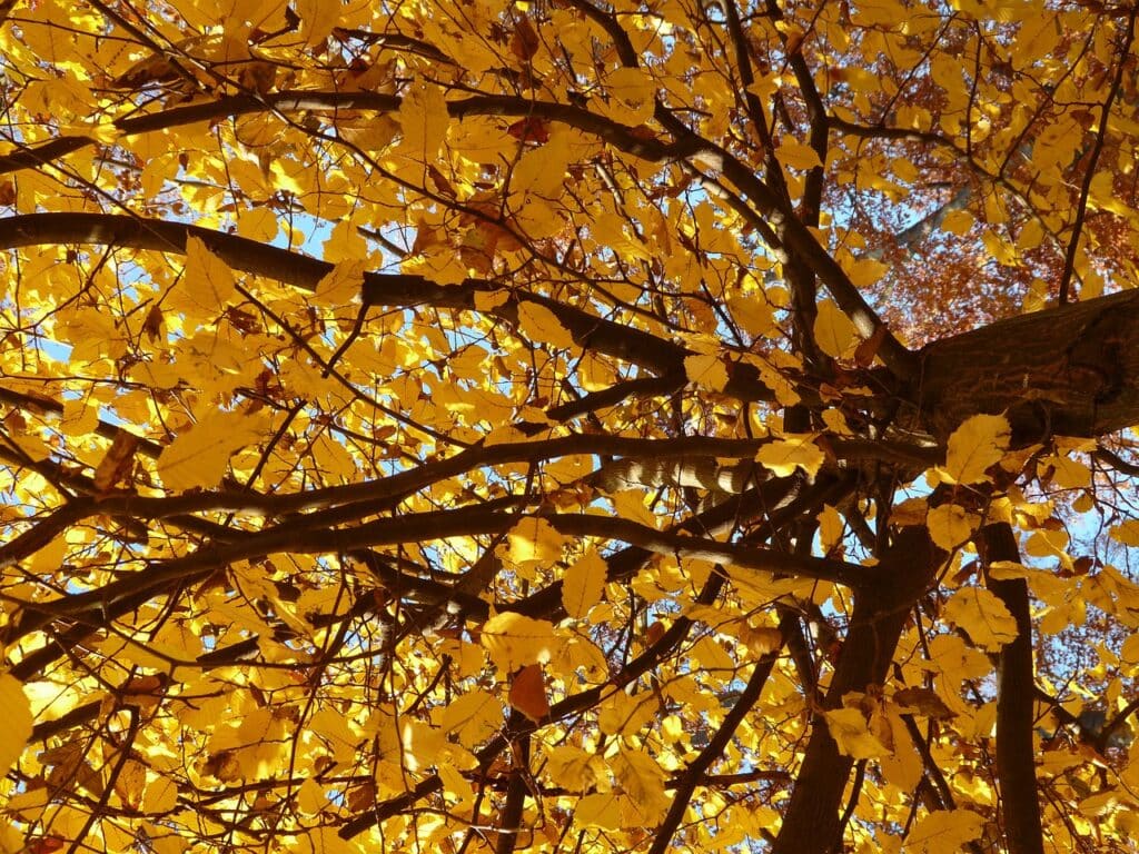 hornbeam