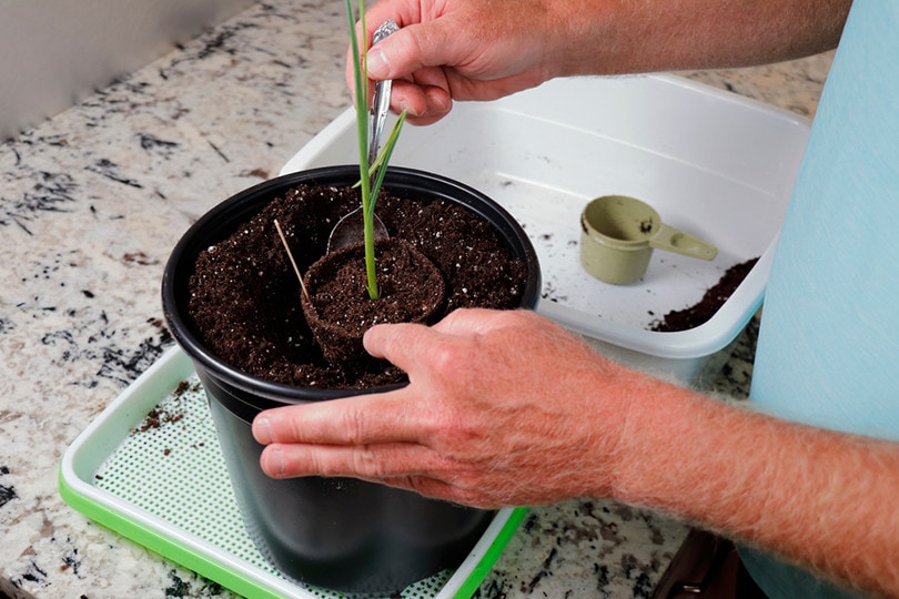 indoor garlic plant