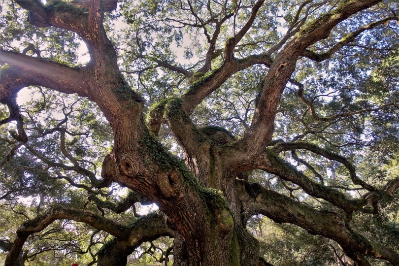 live oak tree