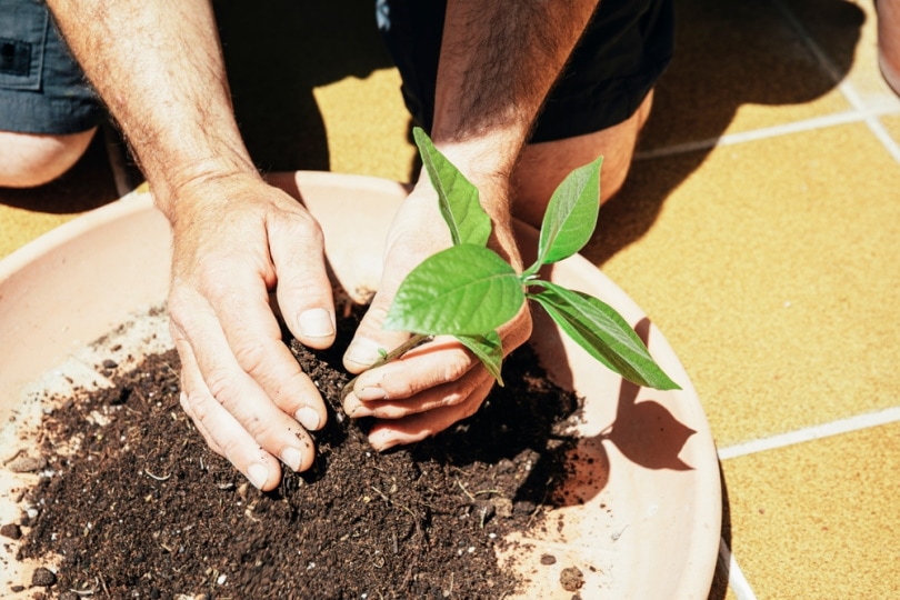 man planting avocado